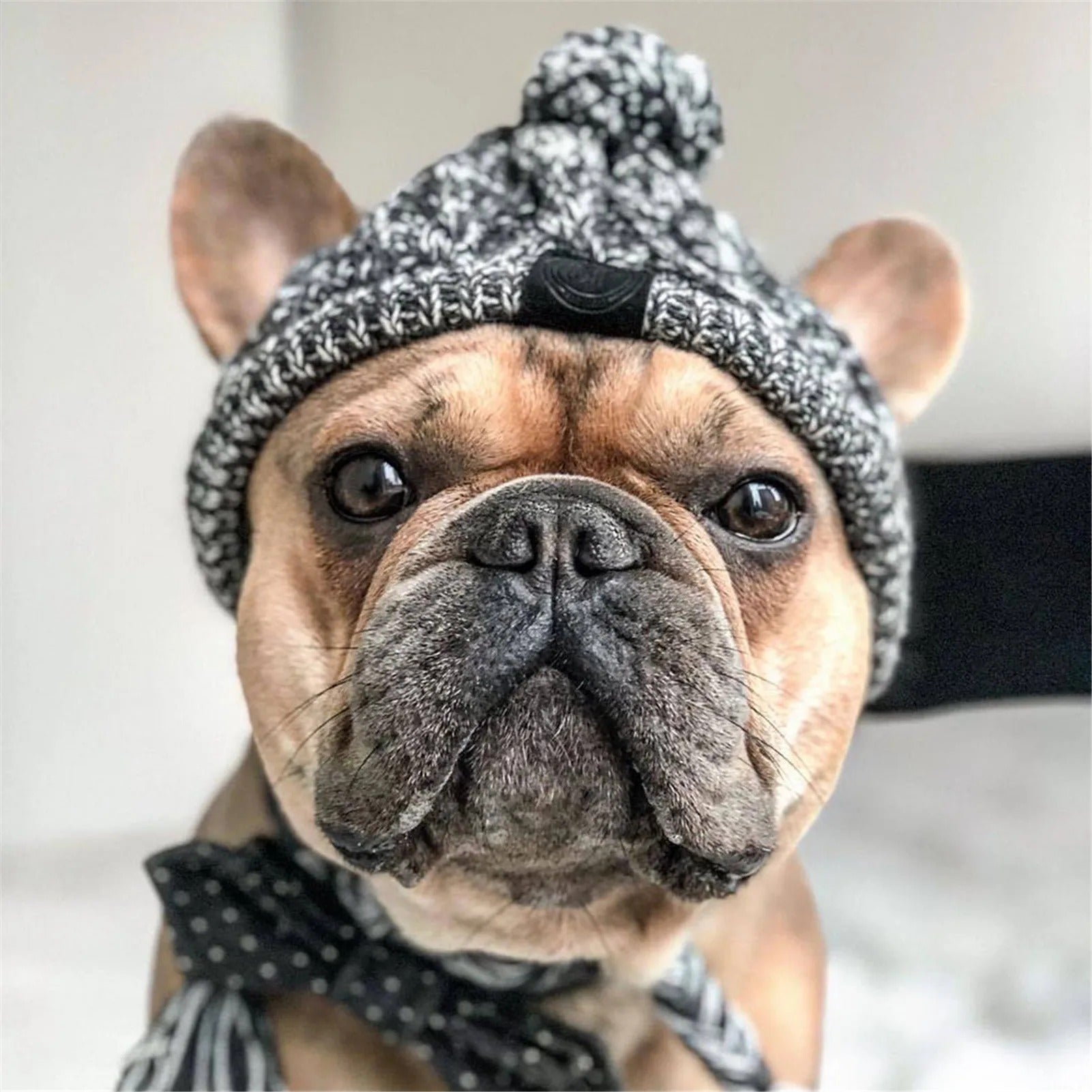 ArcticPaws Pet Beanie