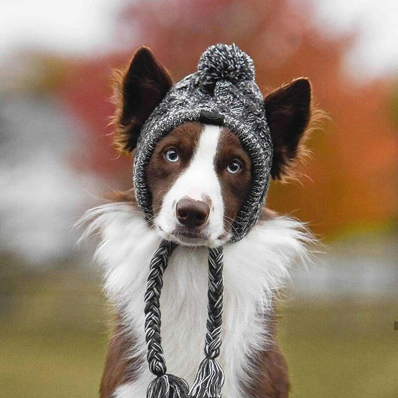 ArcticPaws Pet Beanie